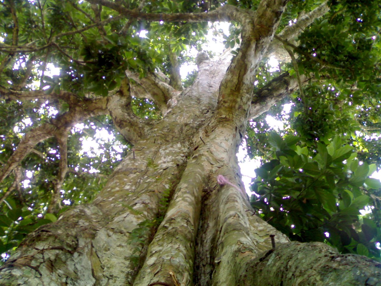 Канариум филиппинский дерево