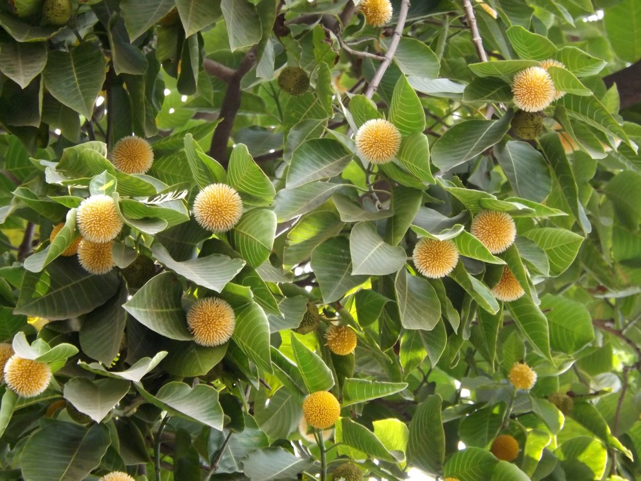 Anthocephalus cadamba