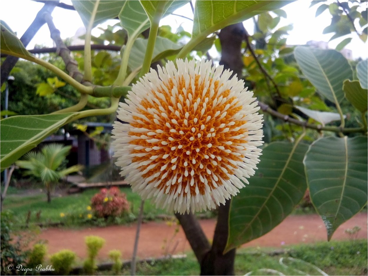 Кадамба цветок