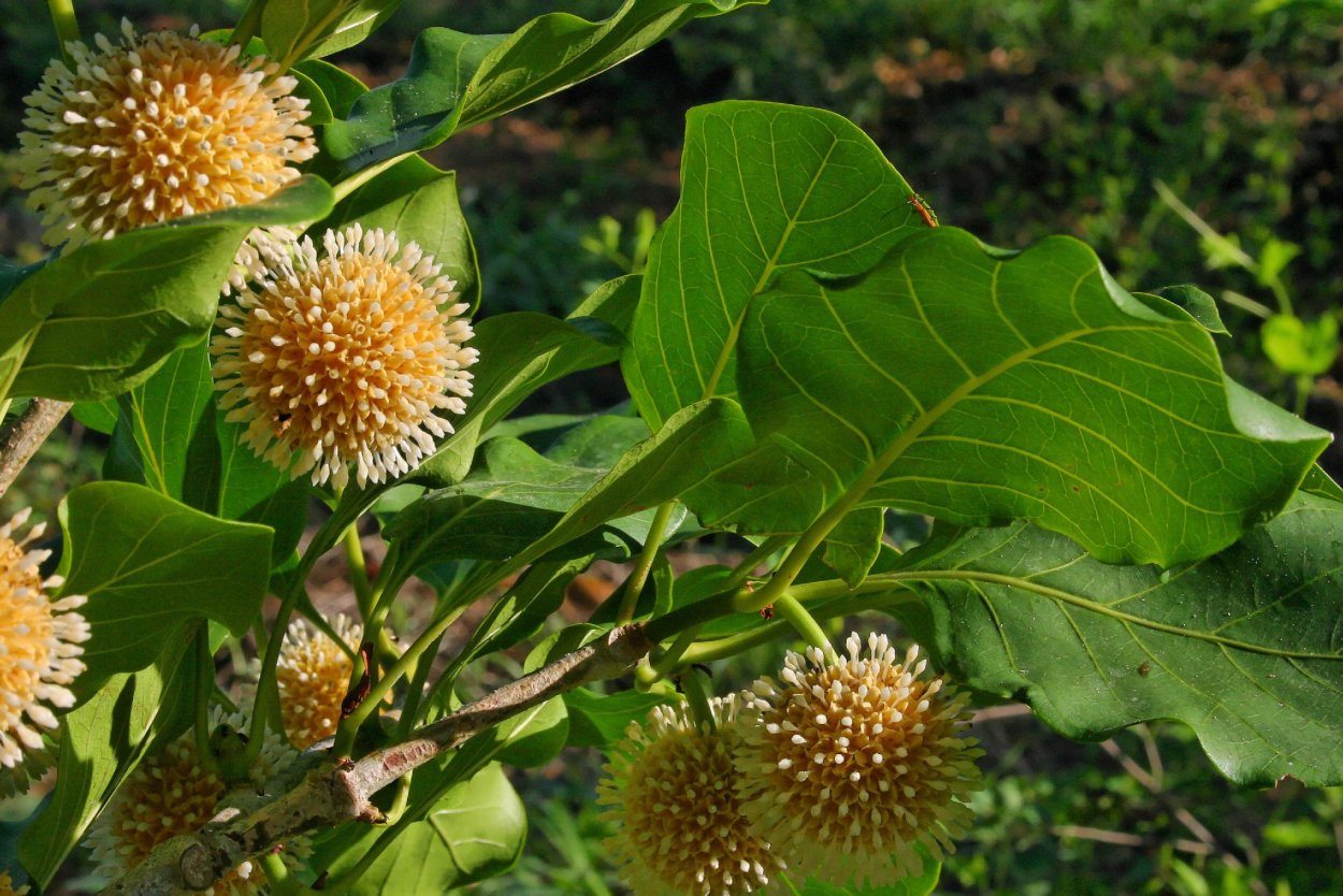 Nauclea latifolia