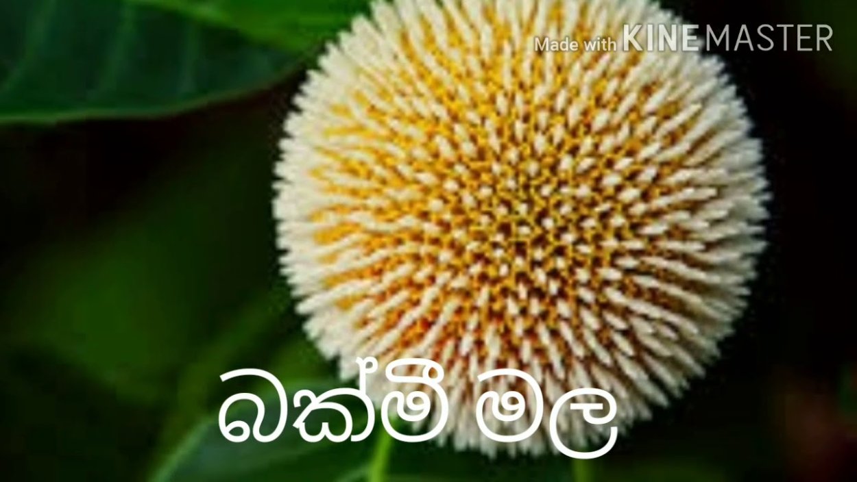 Anthocephalus cadamba (антоцефалус, кадамба)