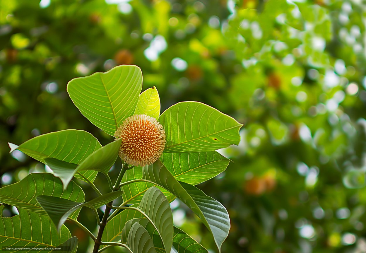 Кадамба цветок