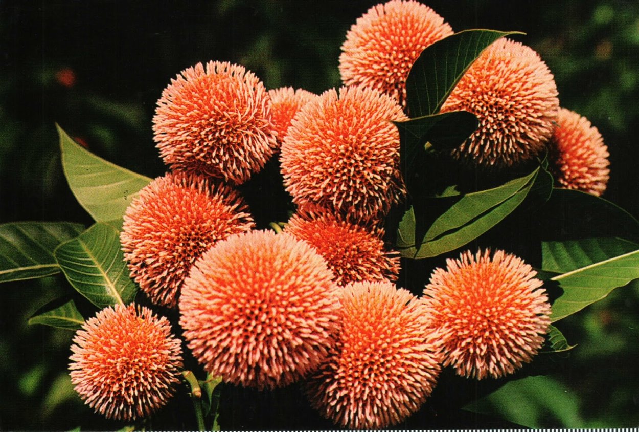 Кадамба плоды