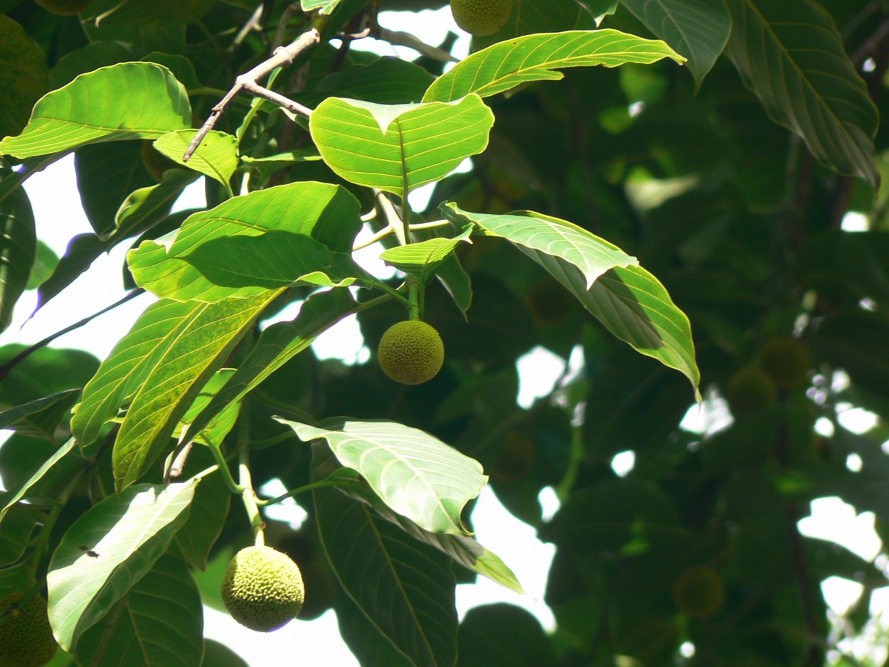 Дерево кадамба в Индии