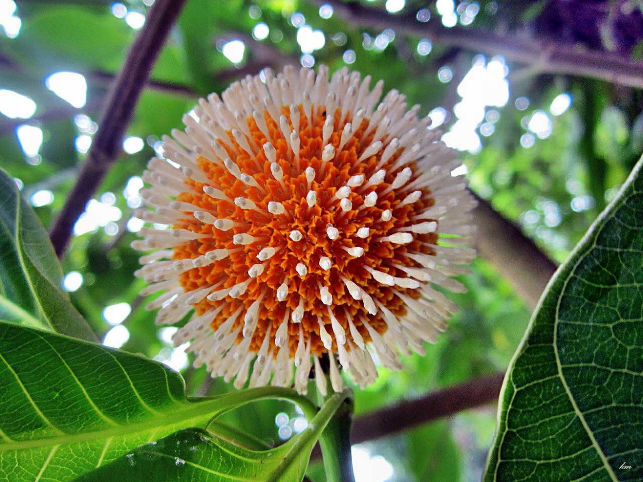 Кадамба цветок