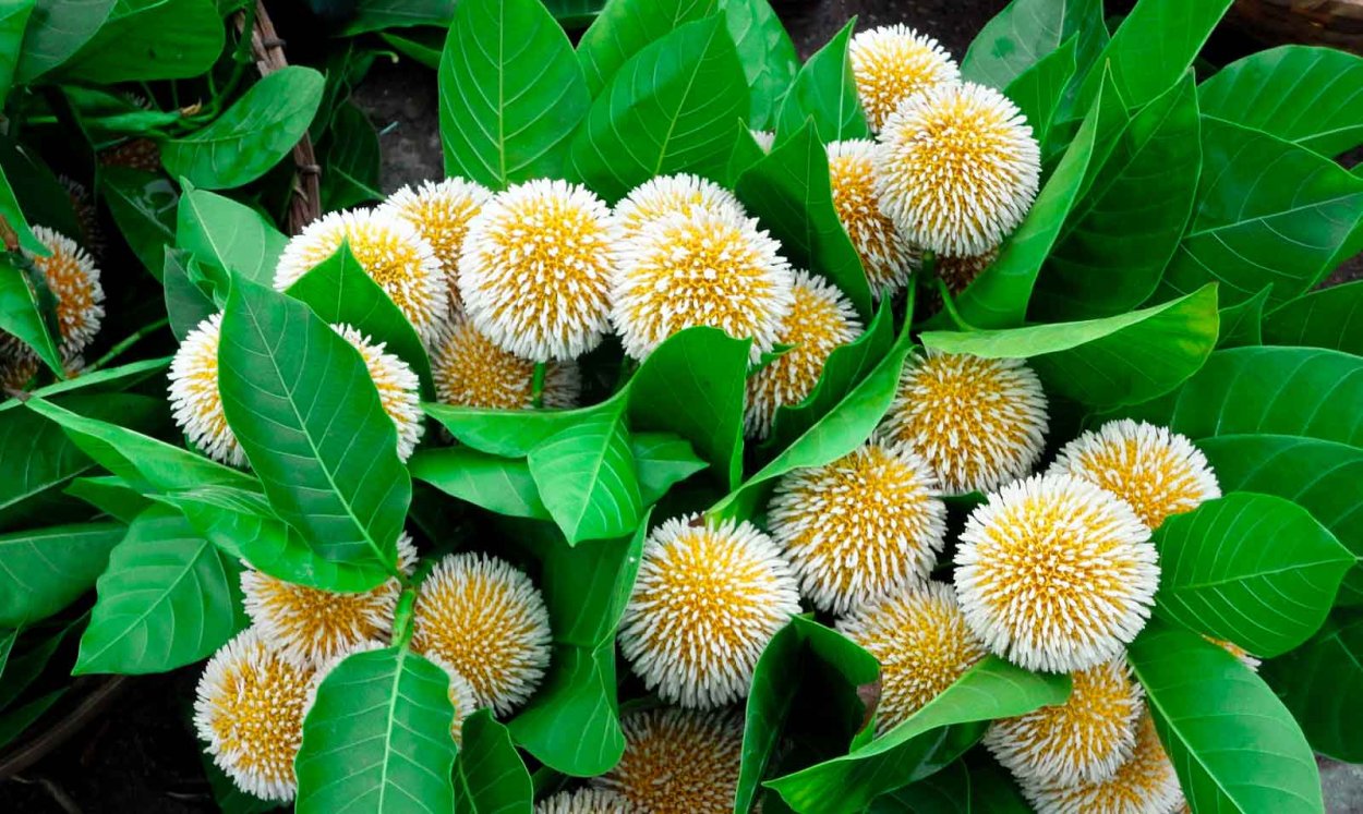 Кадамба цветок