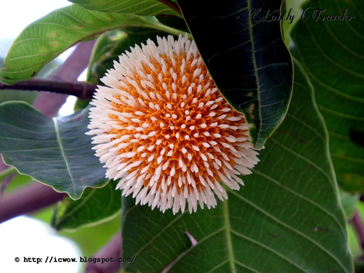 Цветы кадамбы