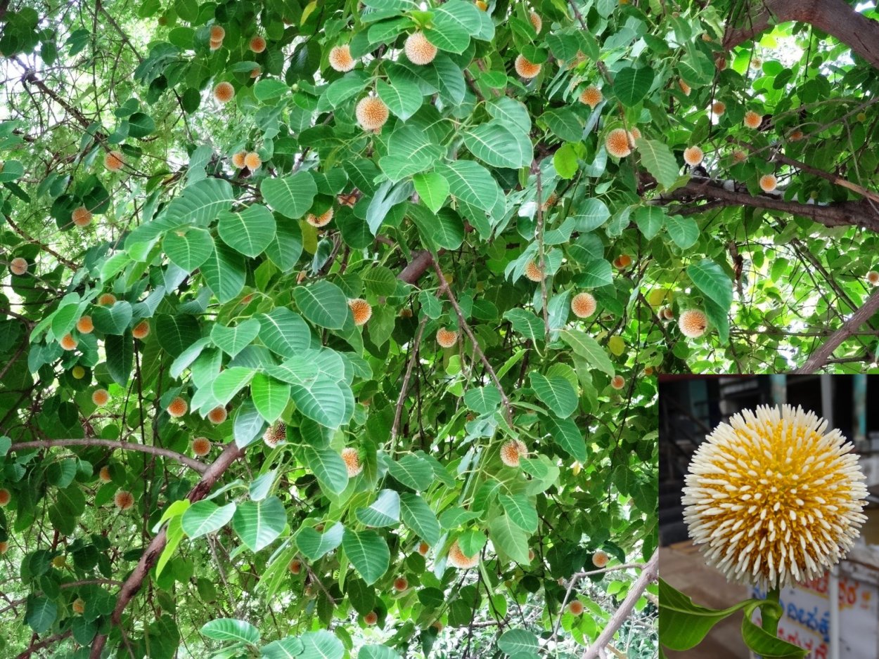 Есть кадамба цветок