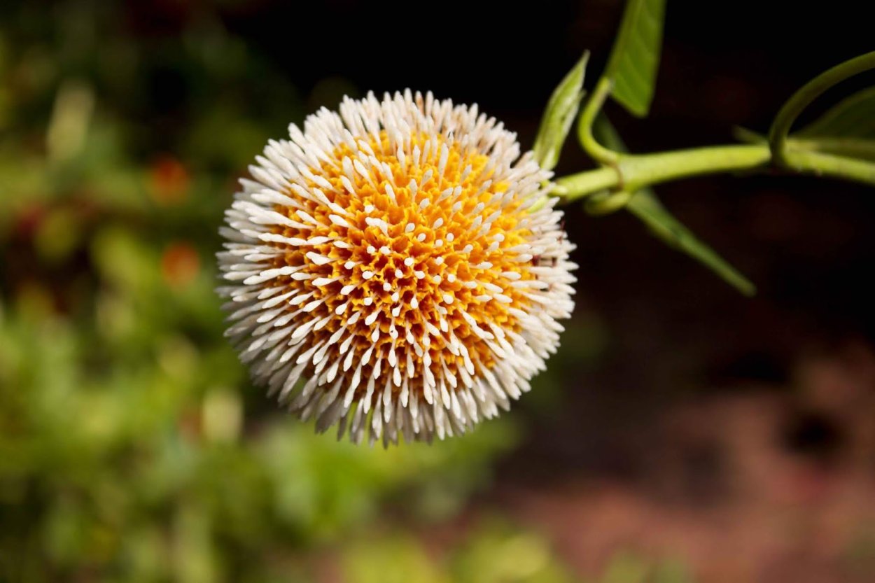 Neolamarckia cadamba