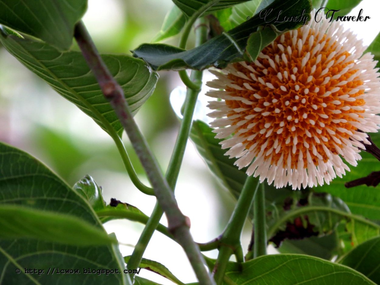 Кадамба цветок