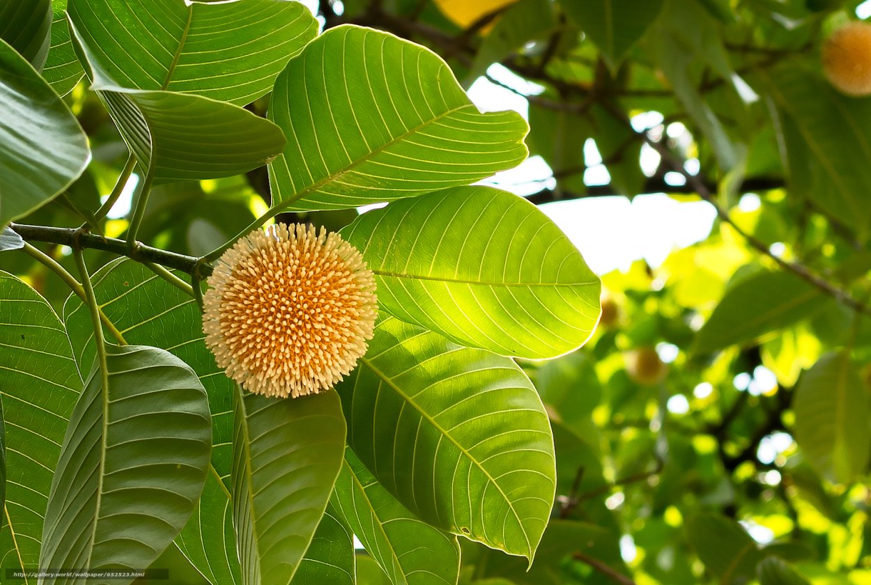 Дерево кадамба