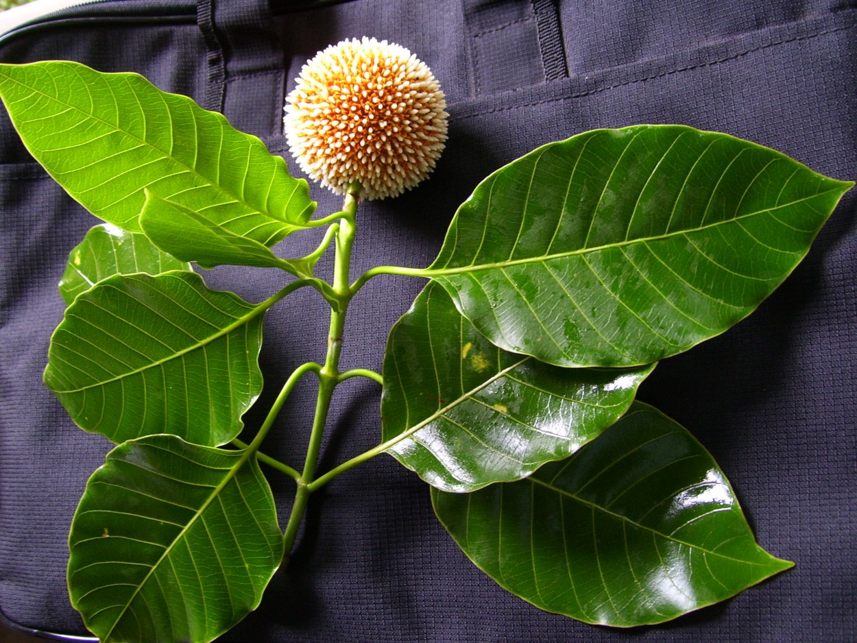 Anthocephalus cadamba