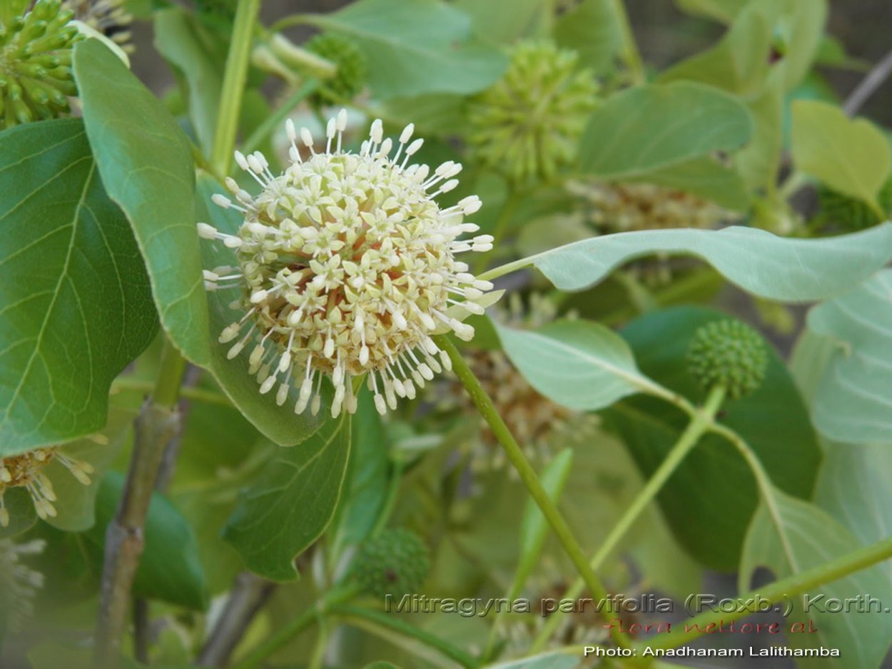 Науклея Дидерриха
