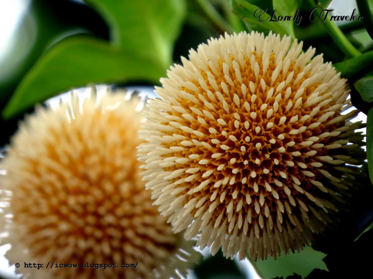 Кадамба цветок с пчелами