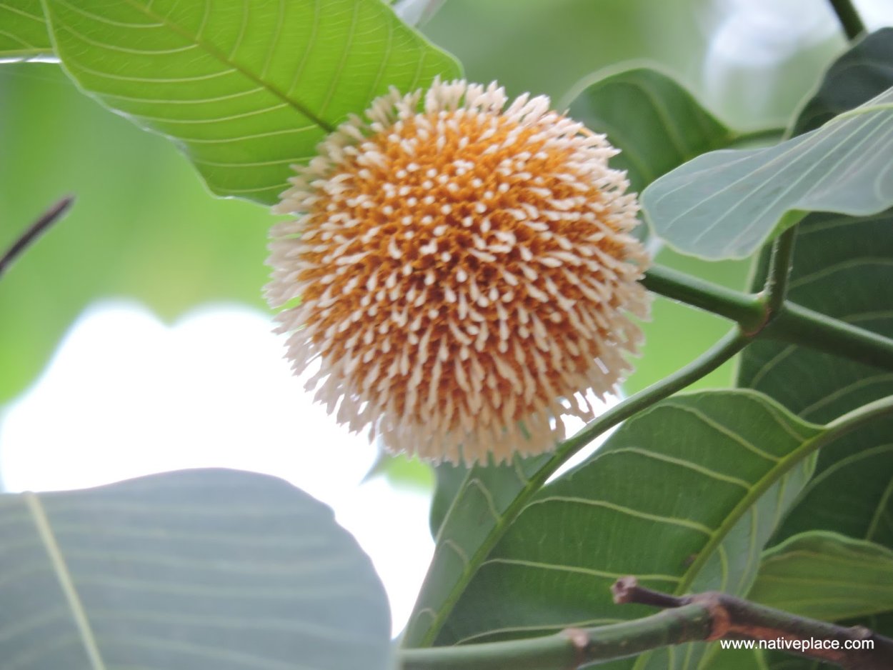 Дерево кадамба