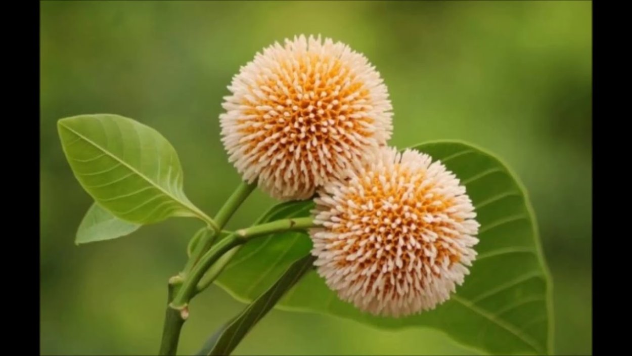 Кадамба цветок