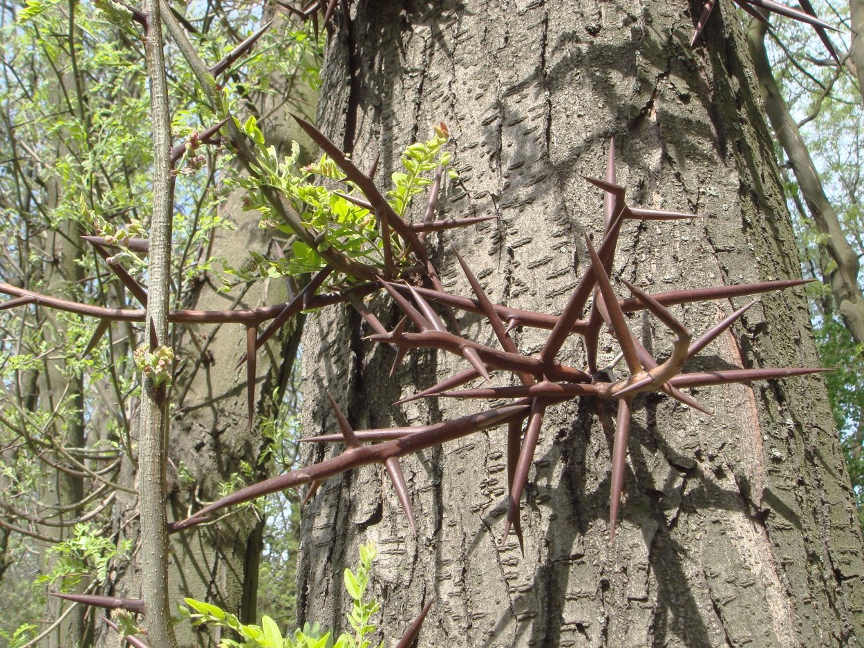 Акация колючая дерево
