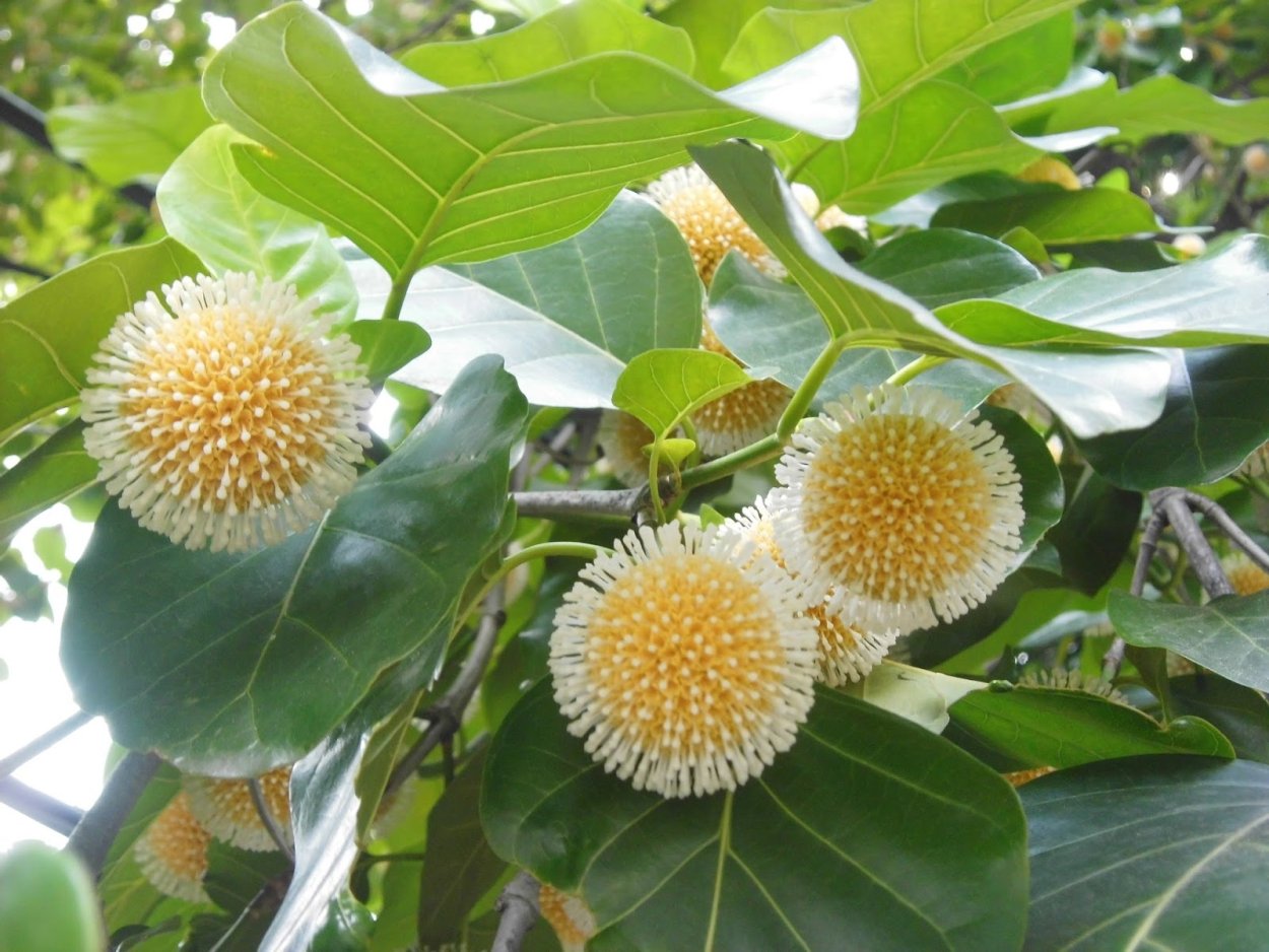 Дерево кадамба