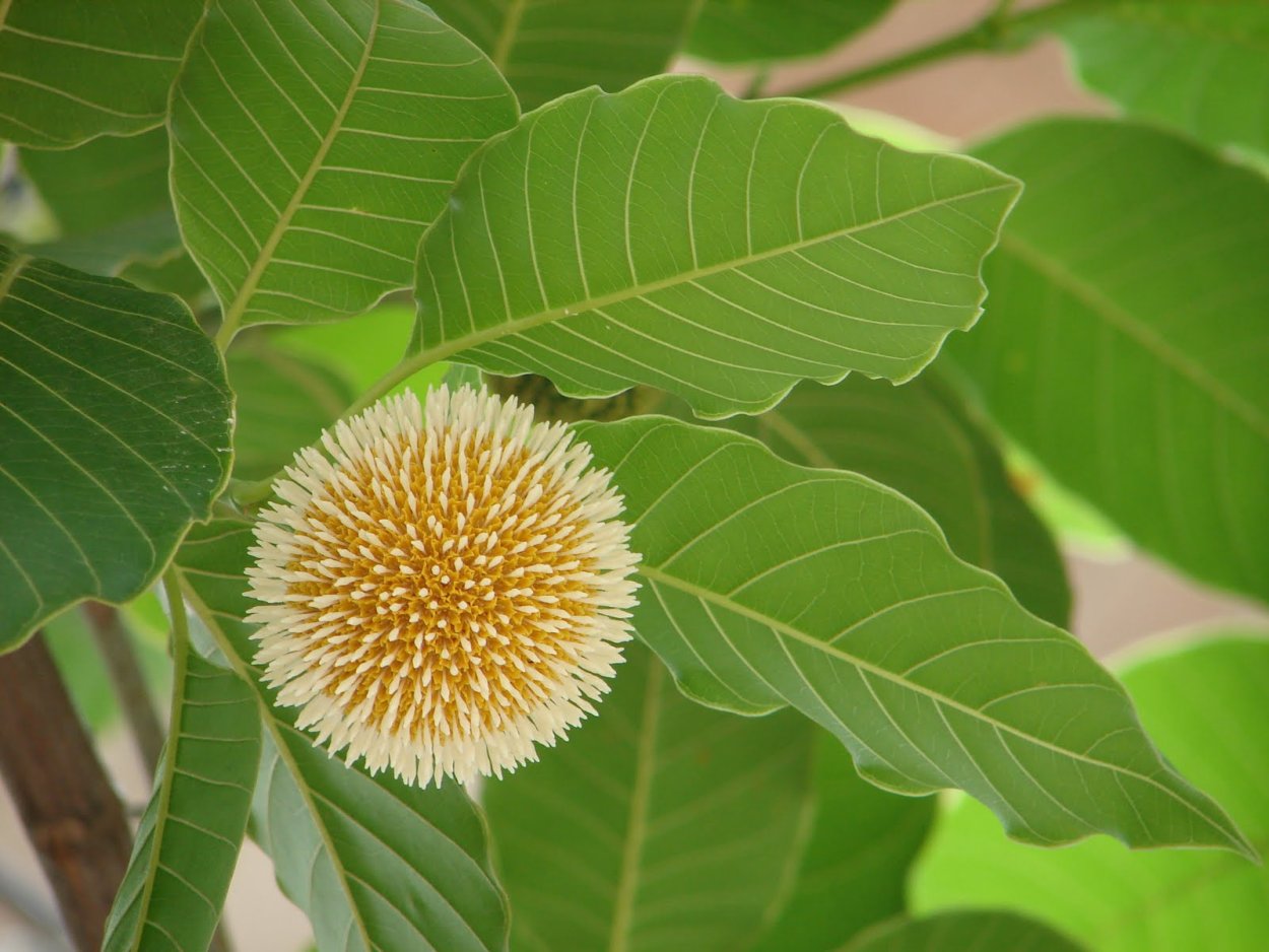 Название растения похоже на Бангладеш