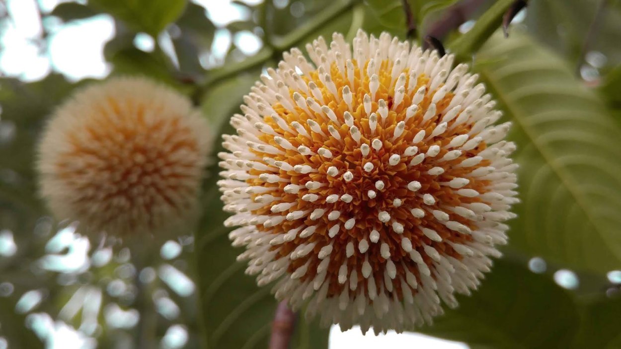 Антоцефалус кадамба, дерево Кришны.