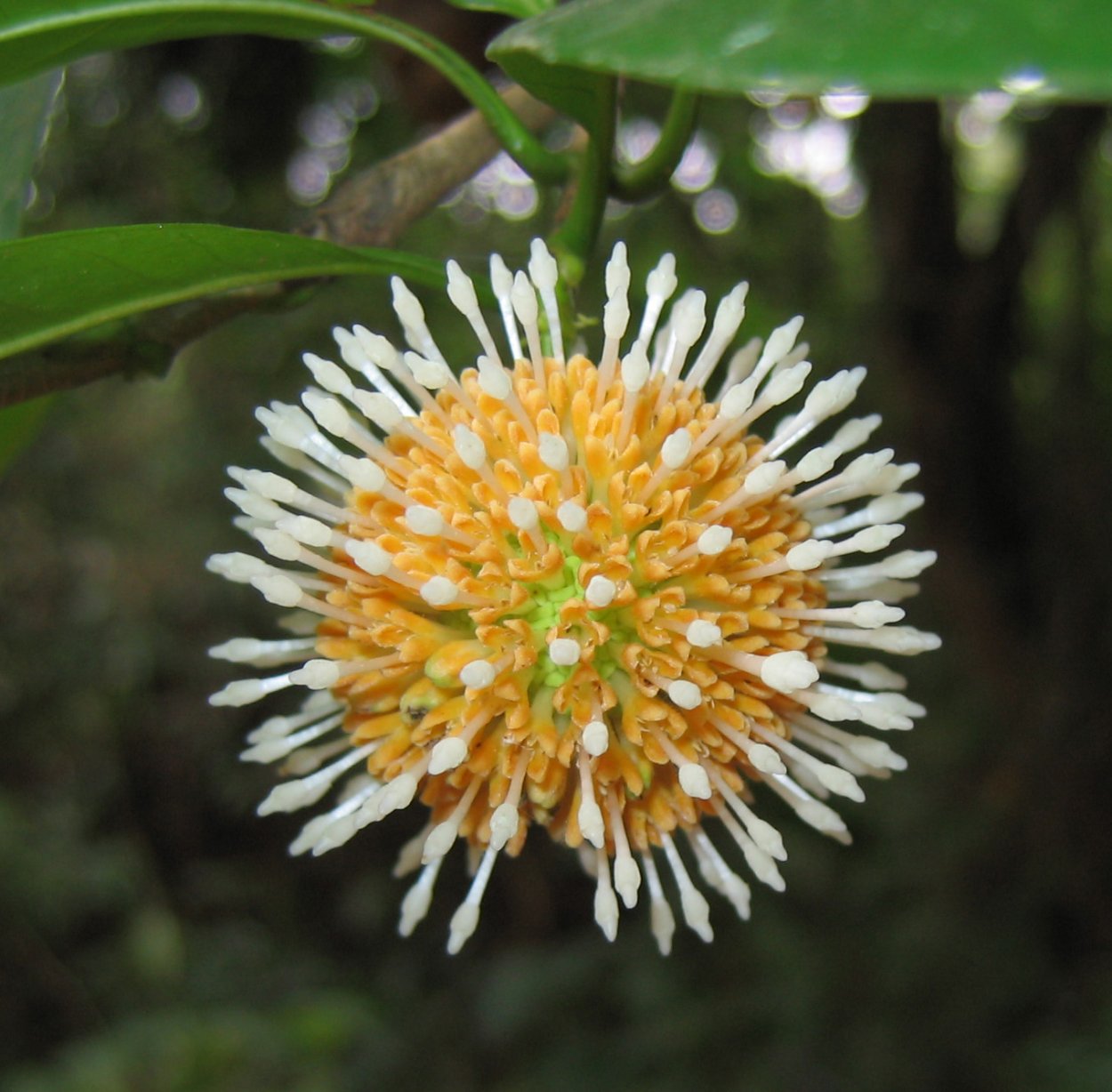 Neolamarckia cadamba