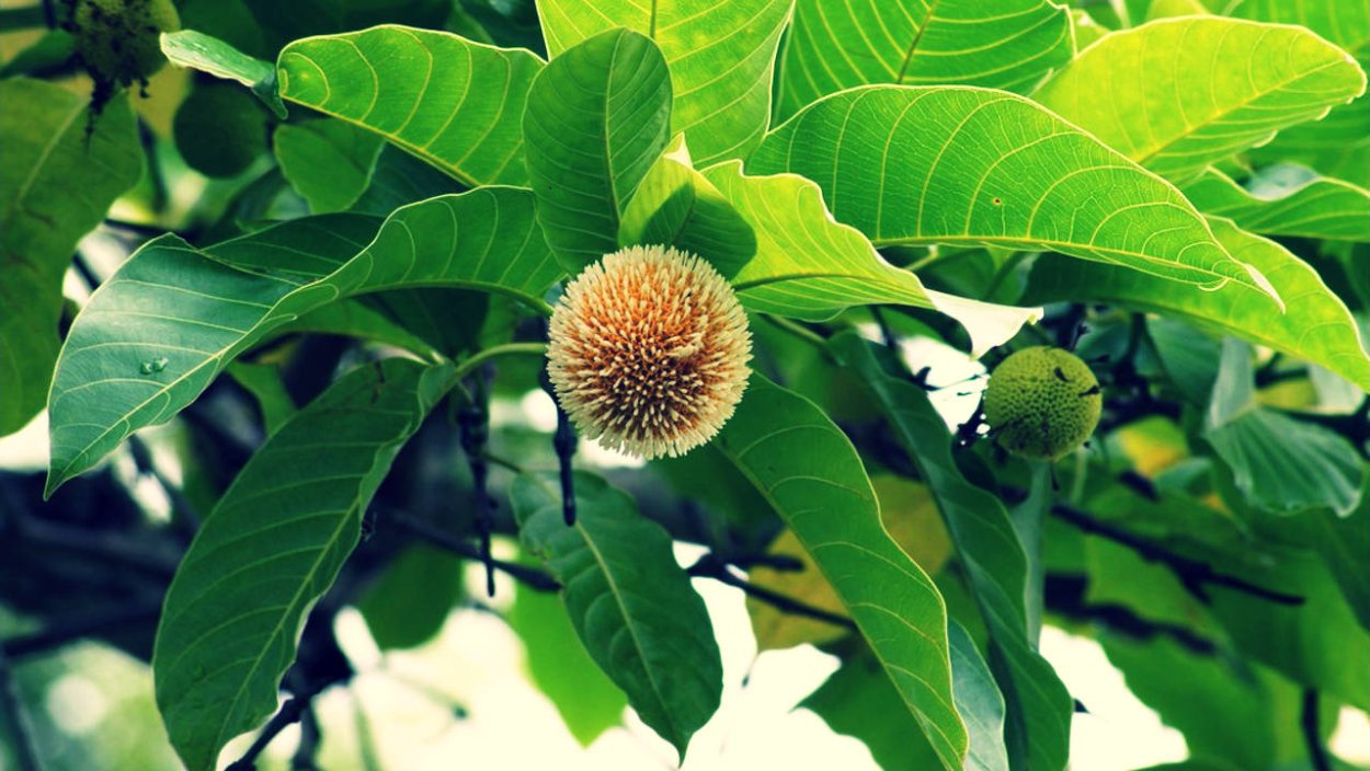 Anthocephalus cadamba (антоцефалус, кадамба)