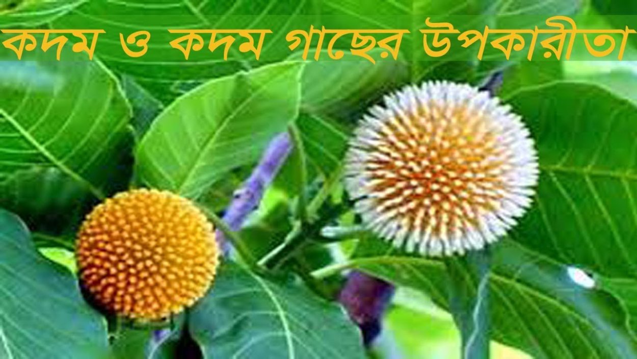 Дерево кадамба в Индии