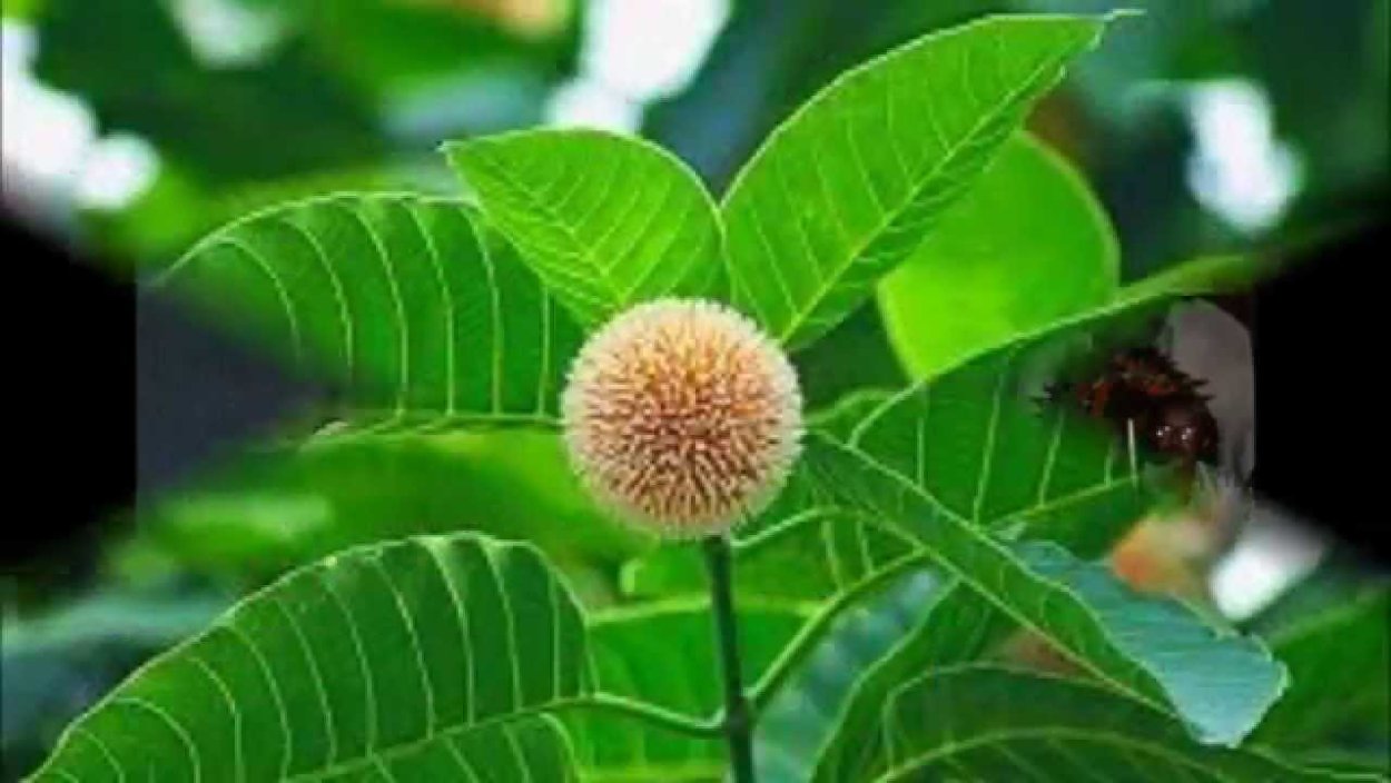 Дерево кадамба