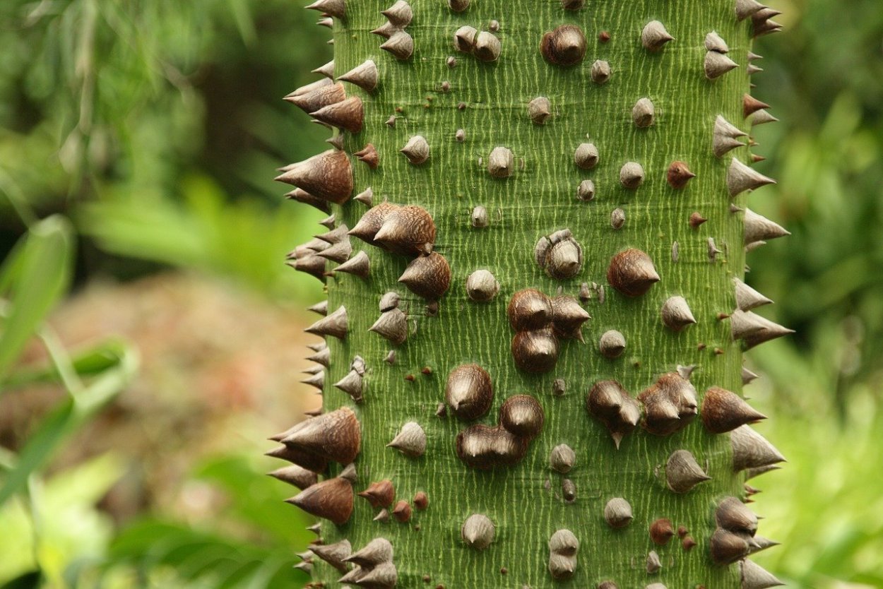 Дерево Сейба колючее