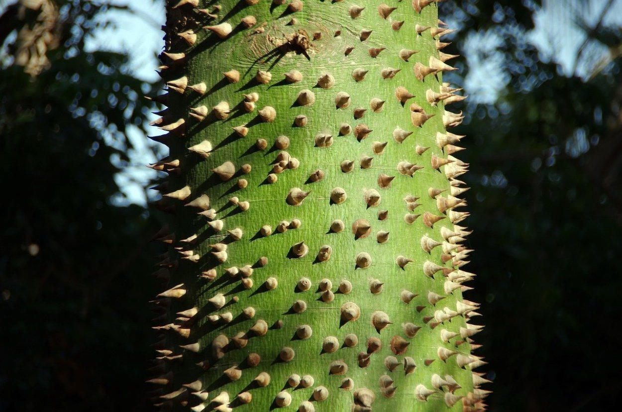 Сейба дерево шипы