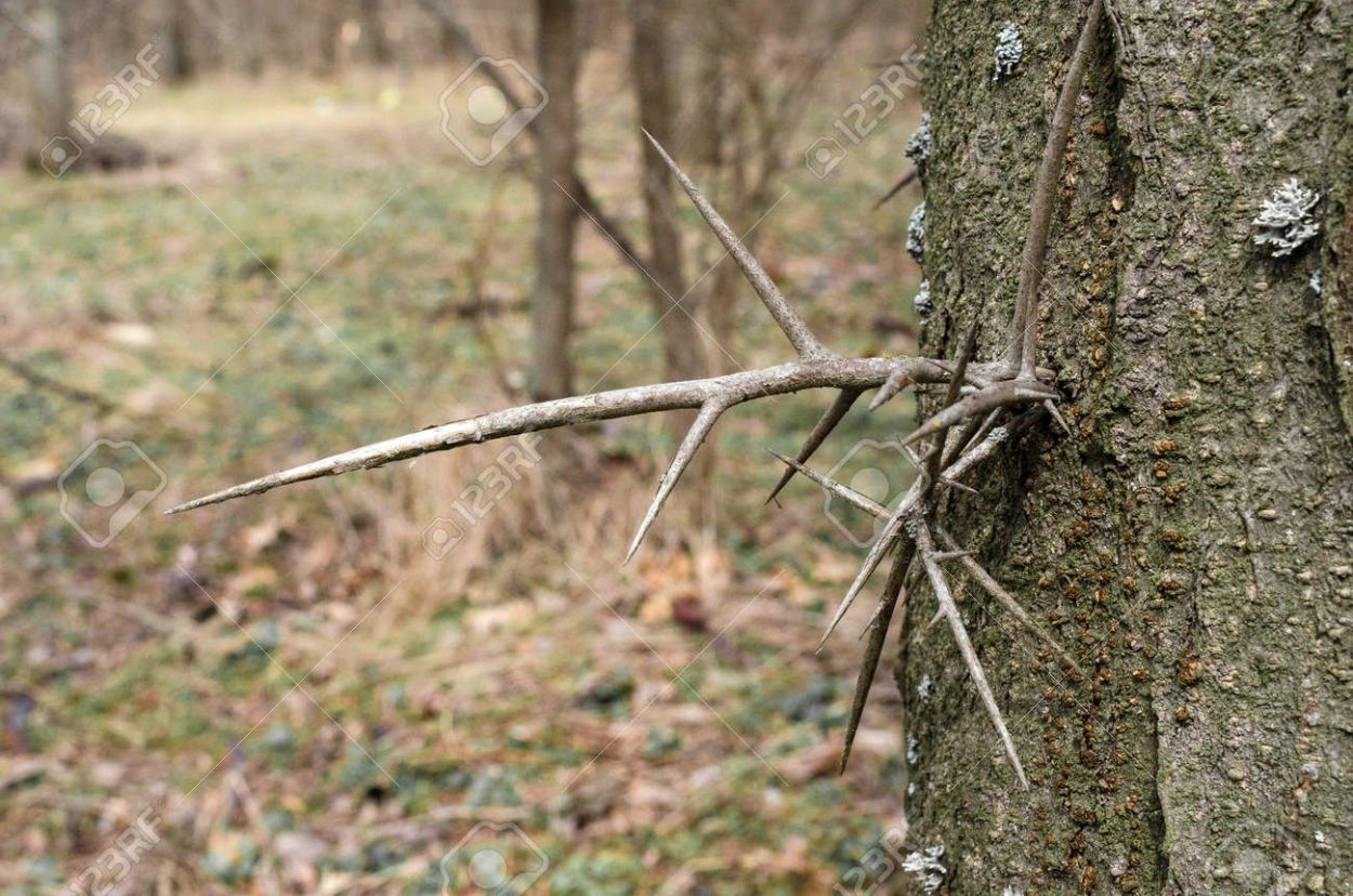 Дерево с шипами на стволе