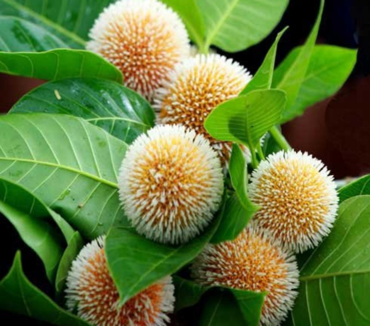 Кадамба цветок