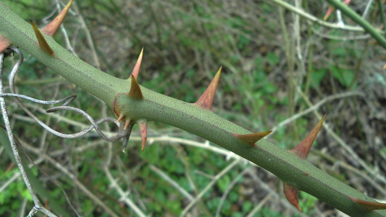 Сассапариль лианы колючие