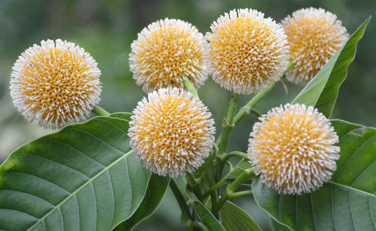 Kolaqj s qyuar kodom