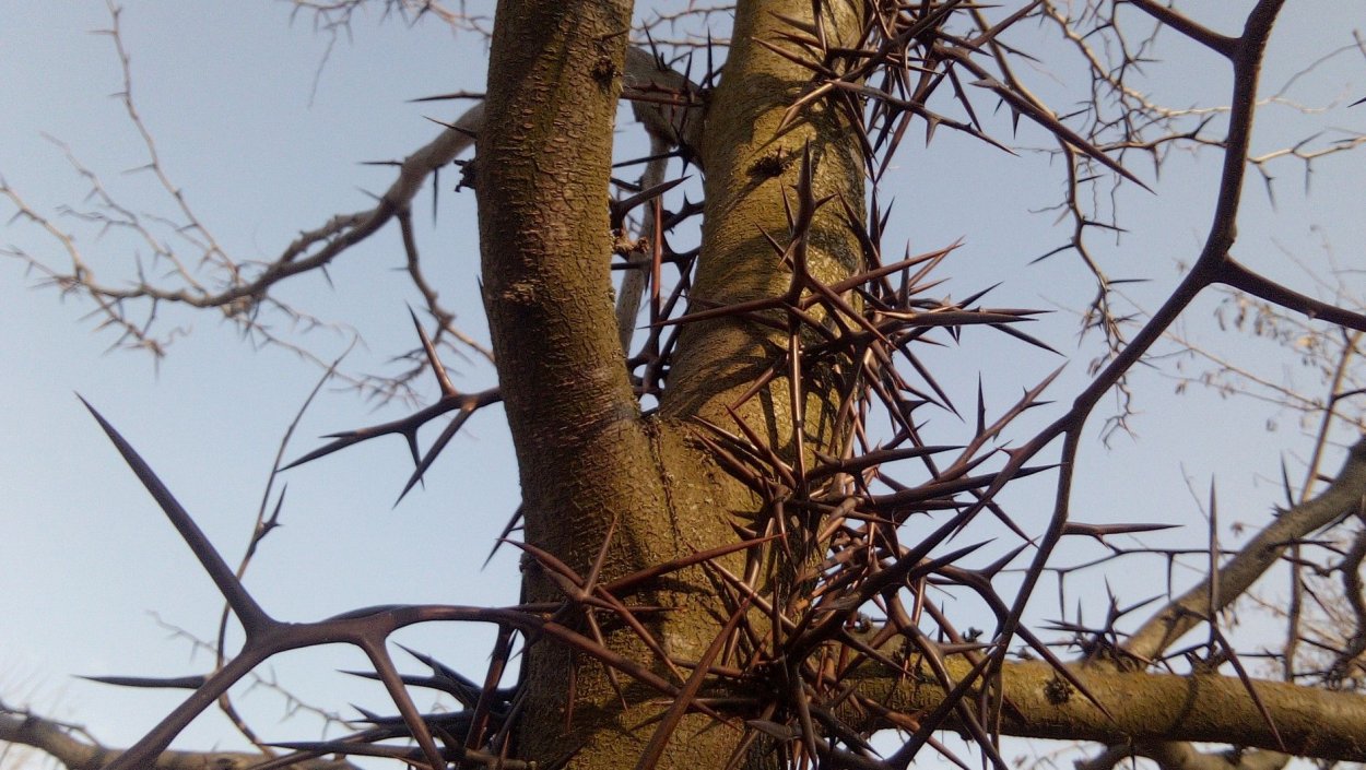 Акация с большими колючками