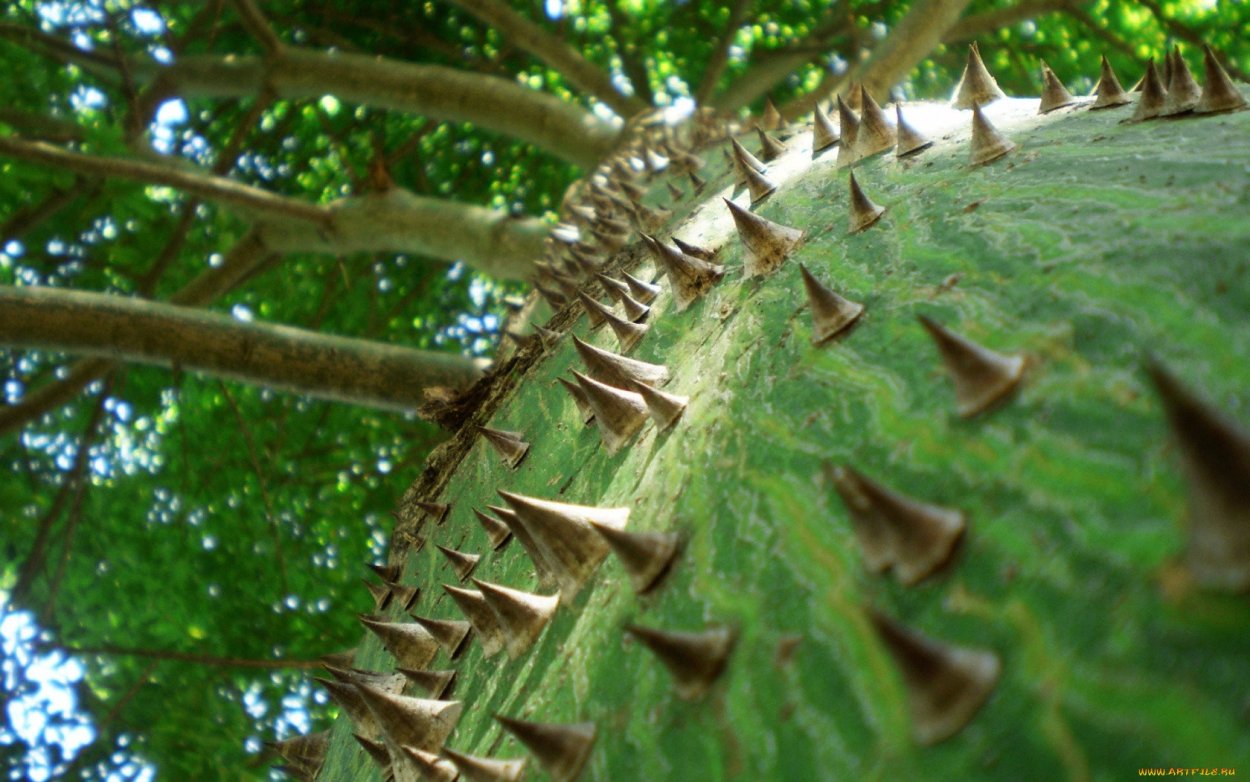 Дерево с колючками на стволе