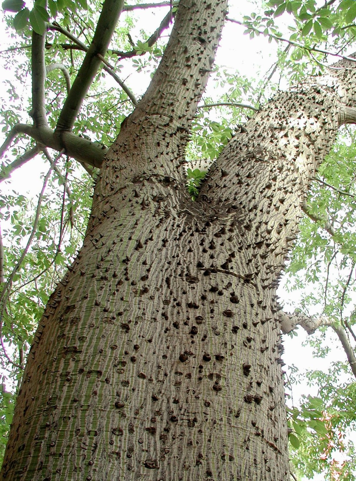 Сейба Спесиоза колючая