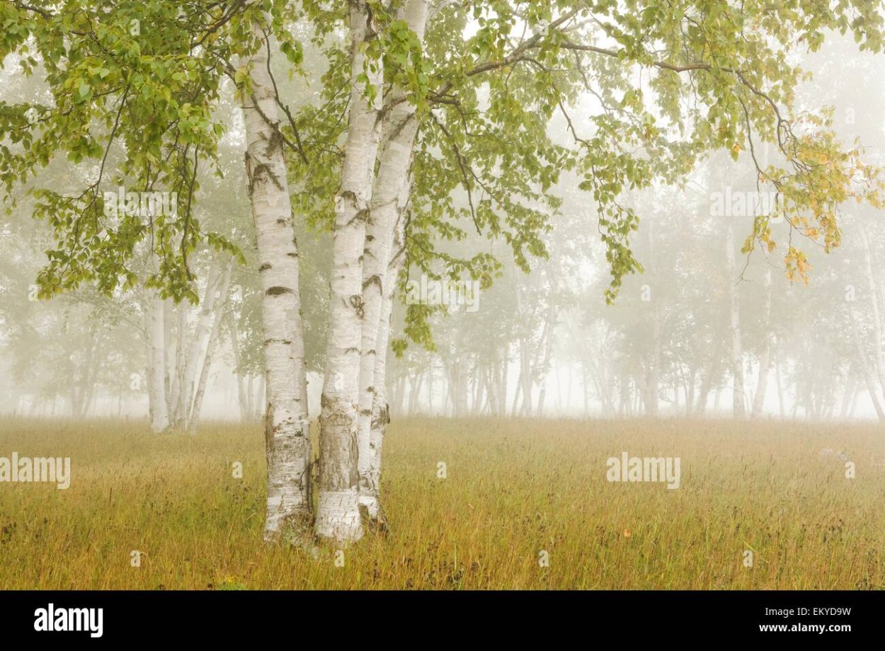 Красивая береза