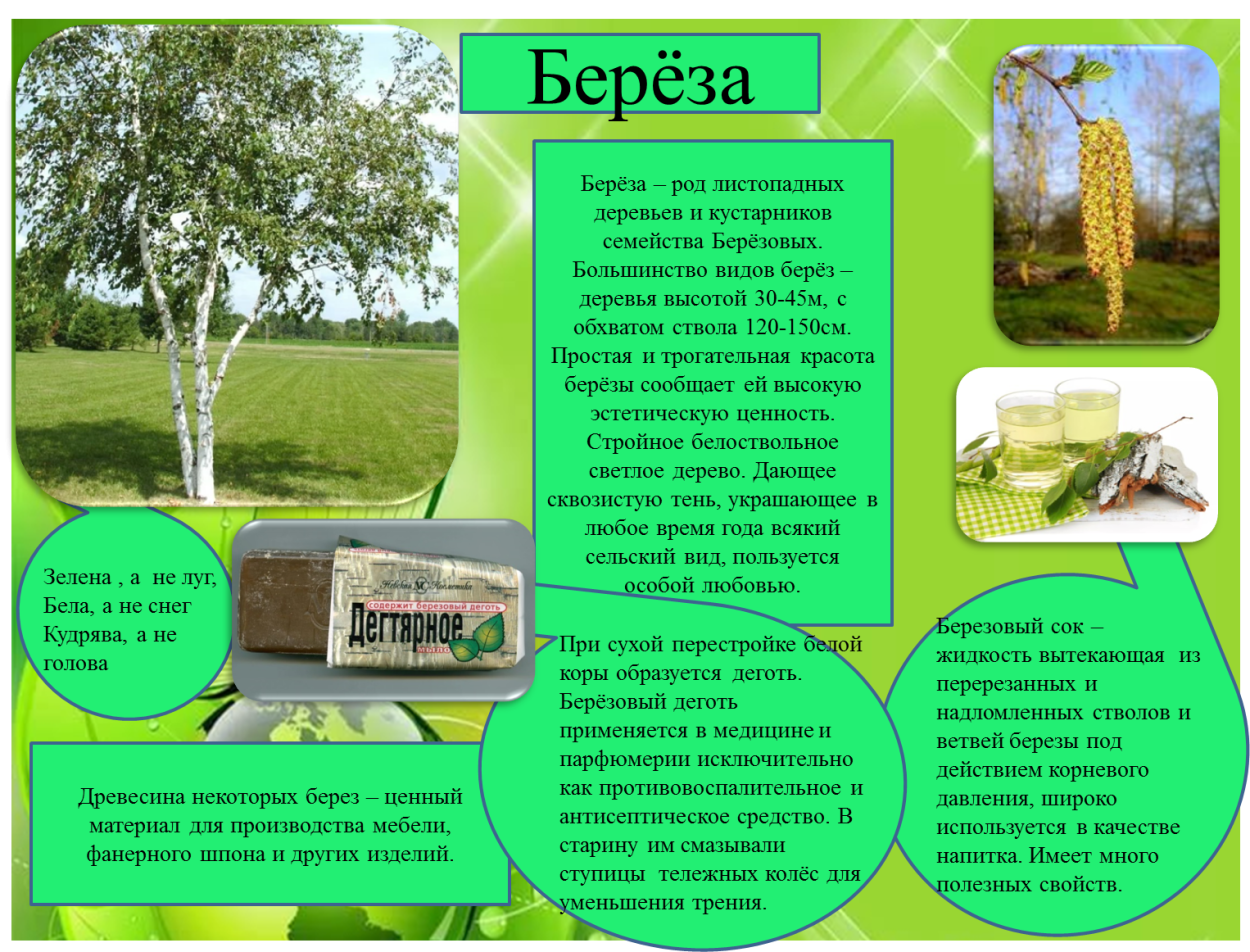 Экологическая тропа деревья в детском саду