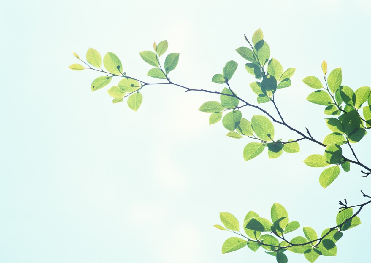 Ветки береза