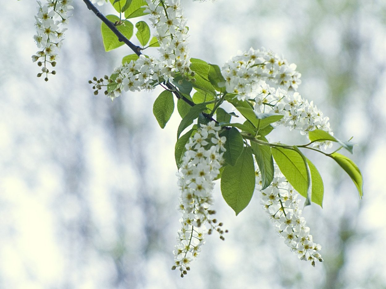 Цветет черемуха весной