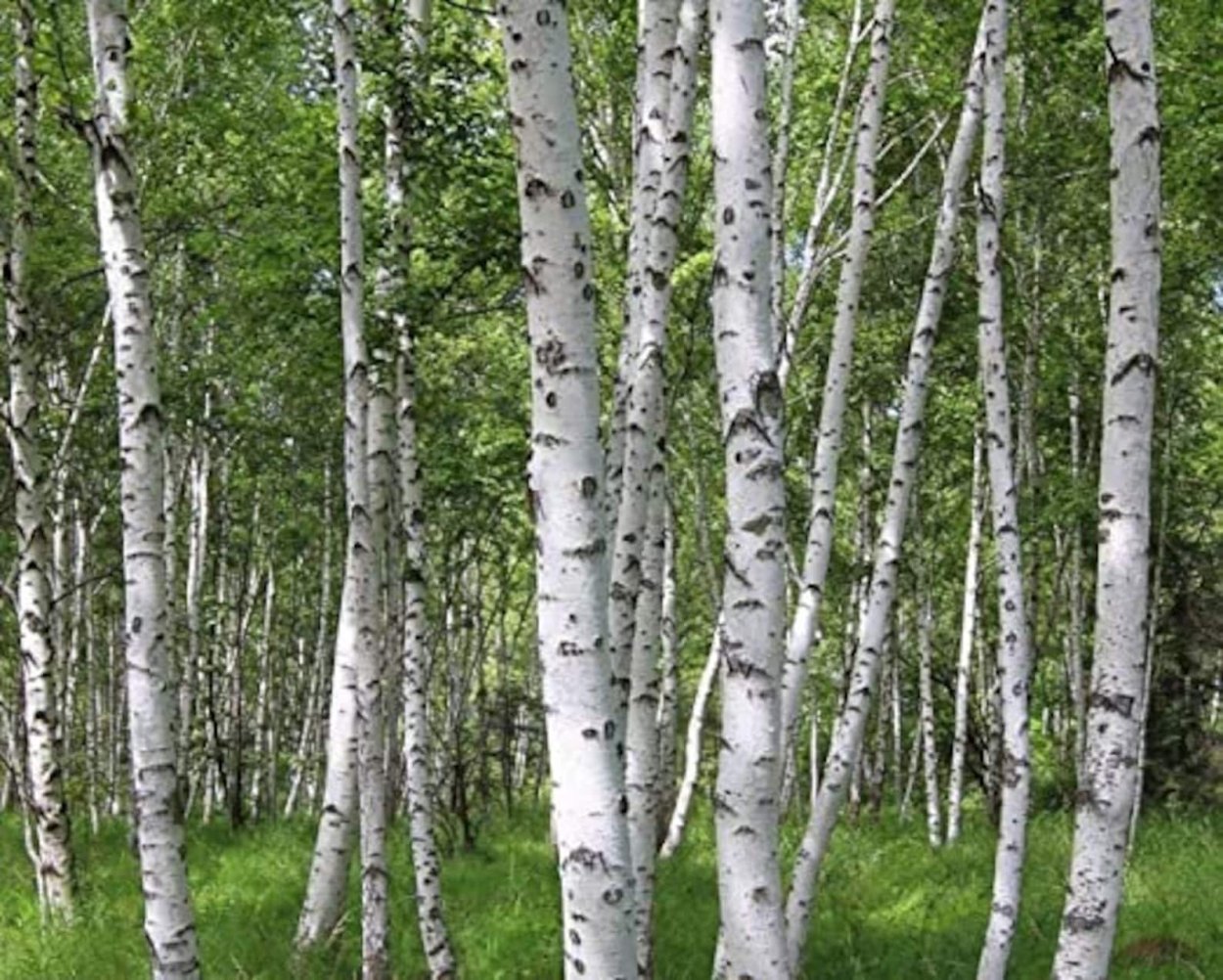 Фон березы