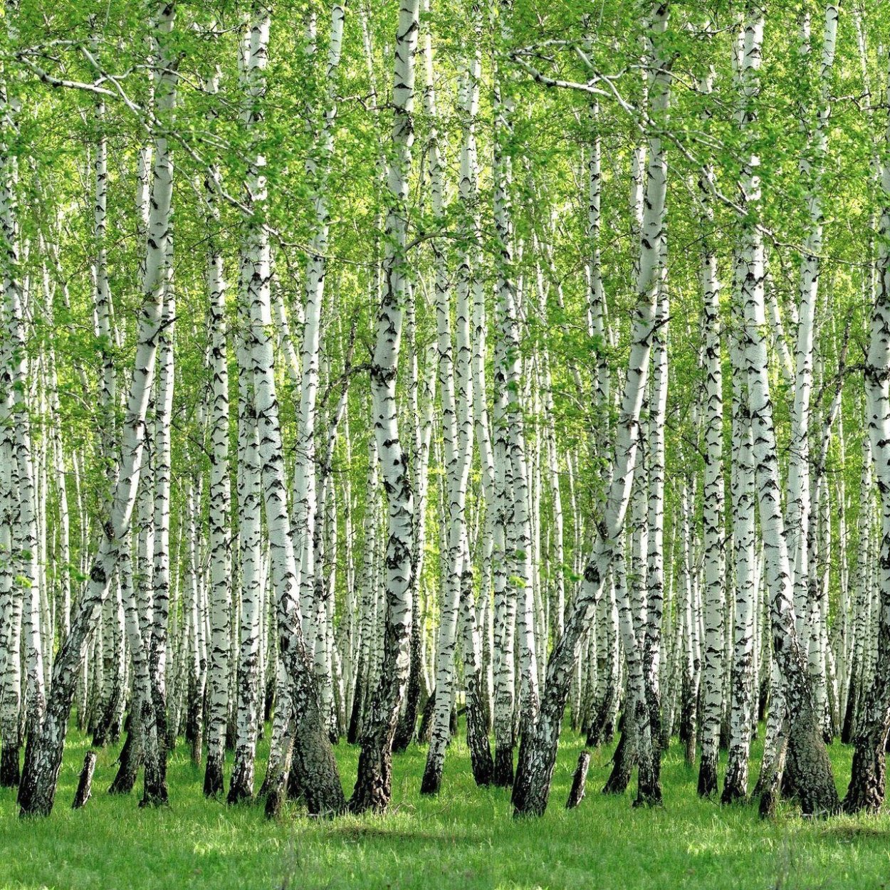 Стеновые панели Березовая роща