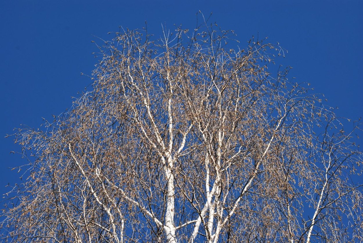 Береза с белыми листьями