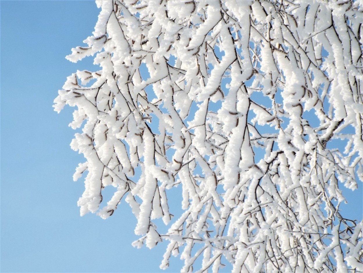 Береза в инее