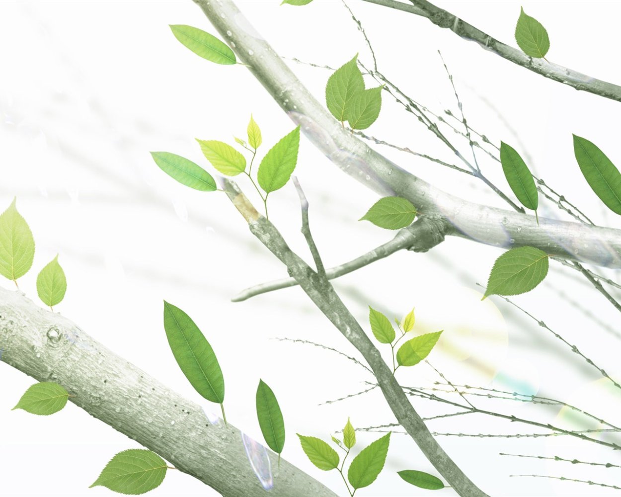 Весенние листья на белом фоне