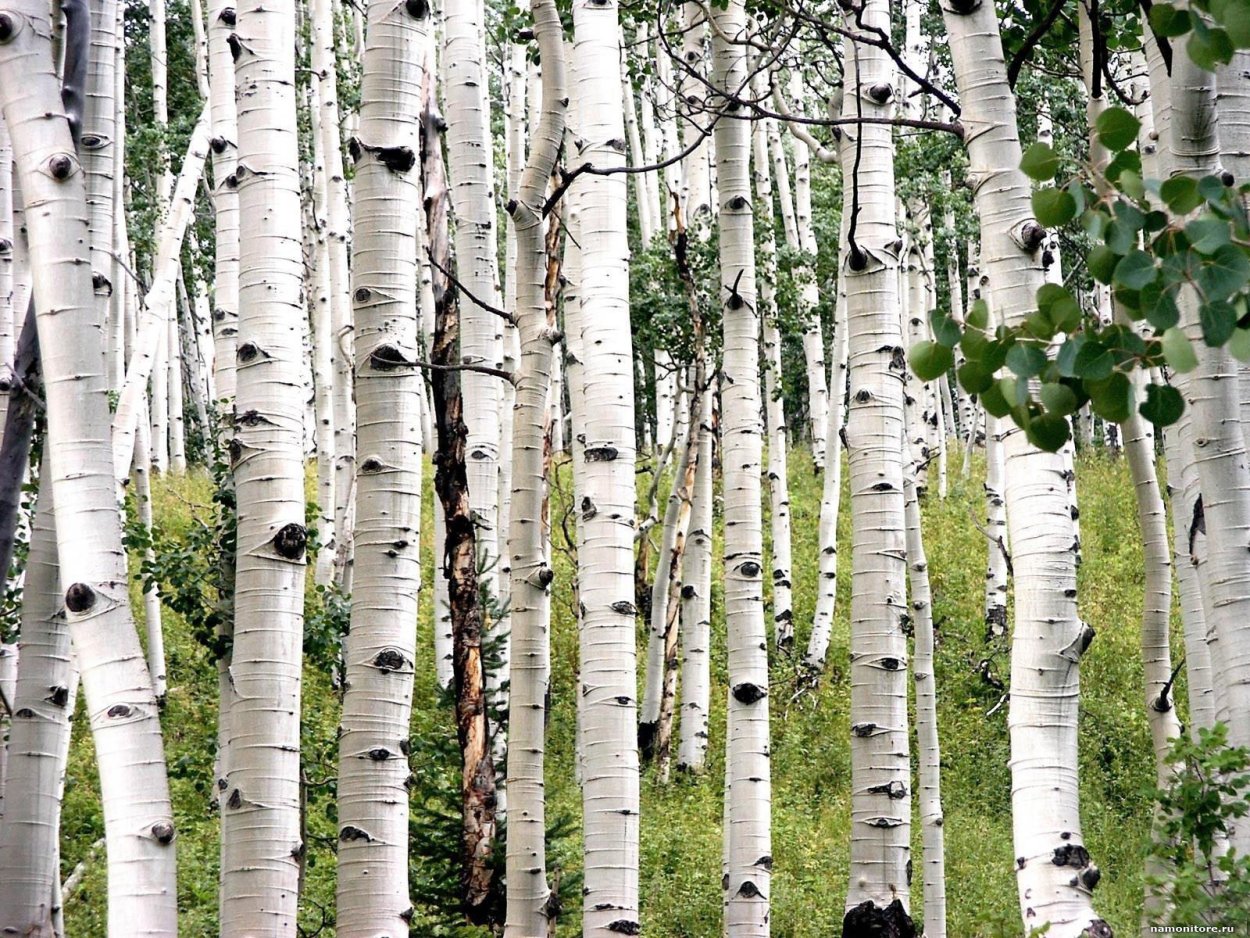 Ствол березы