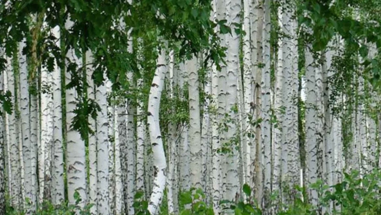 Сергей Есенин береза