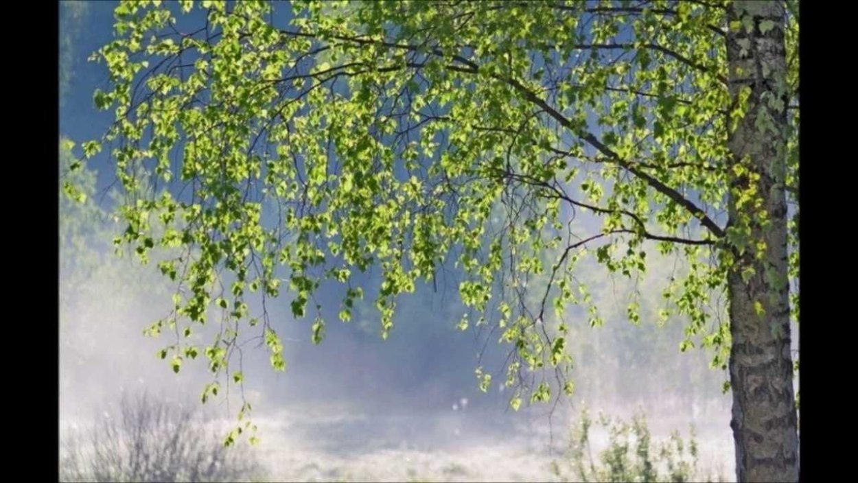 Эвкалипт Эстетика