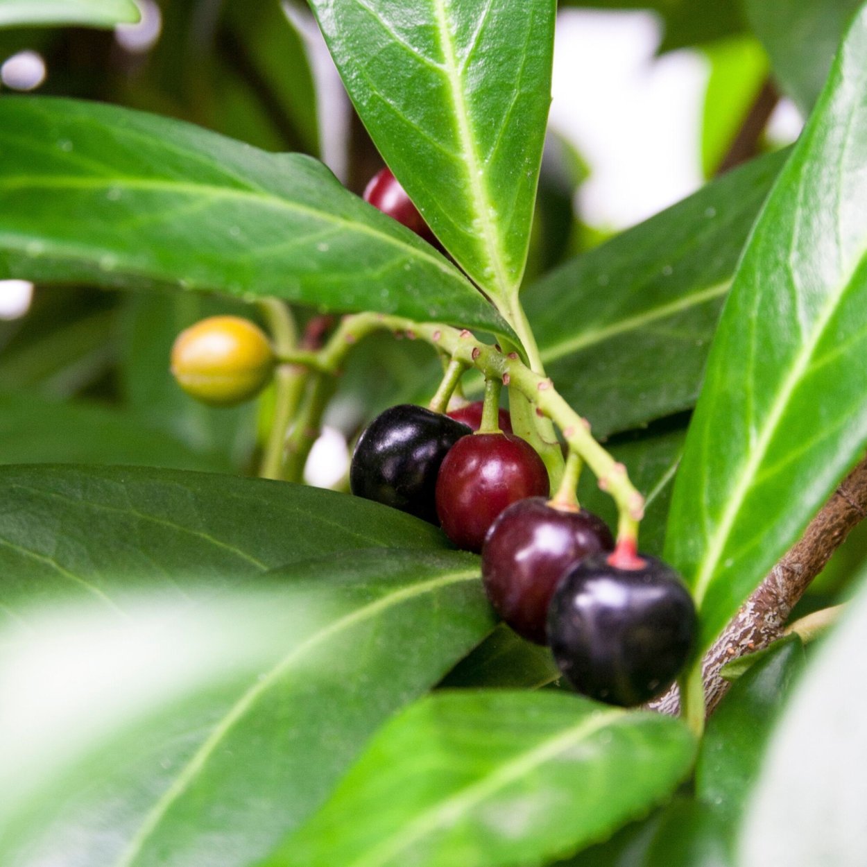 Вишневые лавровые ягоды